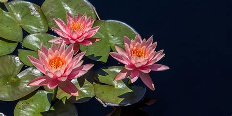 the lotus flower of odyssey